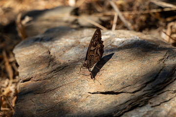 Close up of a camouflaged butterfly sitting on a piece of slate, Sierra Nevada National Park, Andalusia, Spain