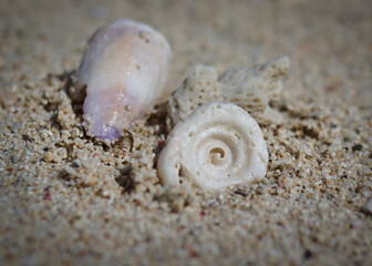 seashell on the sand