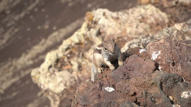 Very curious wild squirrel in the crater of the Calder&oacute;n Hondo volcano near Corralejo, north coast of the island of Fuerteventura, Canary Islands. Spain