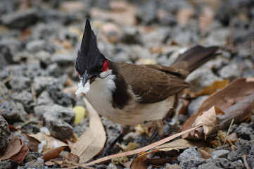 bird