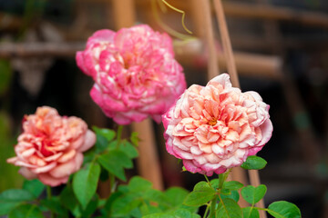 group of soft pink rose multi petals abstract shape with green leaves in botany garden. symbol of love in valentine day. soft fragrant aroma flora.
