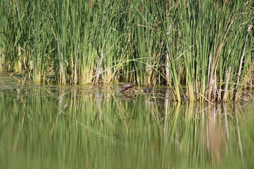 Turtle in Wetland