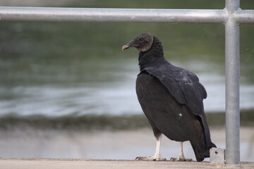 Black Vulture