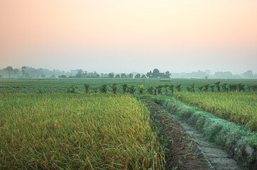 Fototapeta premium vineyard in the morning