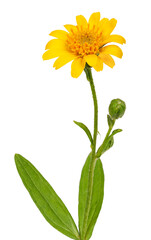 Arnica plant for alternative medicine