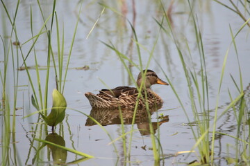 Duck in Wetland
