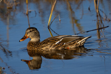 Very close view of a female wild duck,  seen in a North California marsh