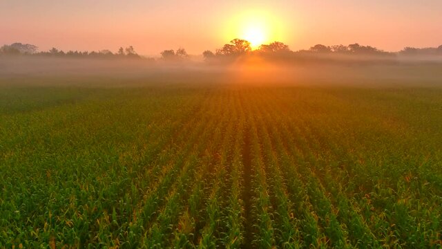 Flying low over misty Autumn corn field at sunrise, ethereal, peaceful and dreamlike.
