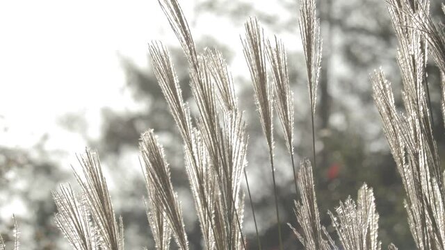 Japanese pampas grass in autumn