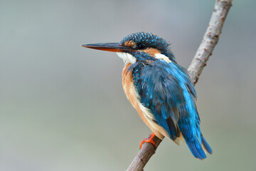 close up of blue and brown bird with large bills, common kingfisher sitting on wooden branch over soft blur background