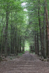 Forested path