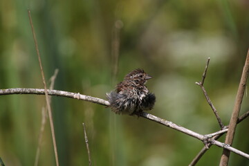 Bird on a branch