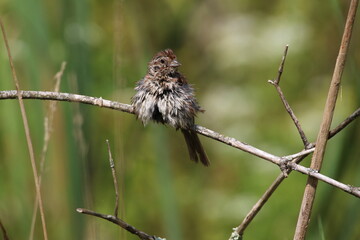 Bird on a branch