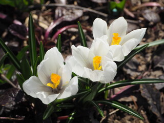 Kwiat krokus biały