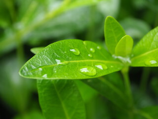 Zielony liść z kroplami wody