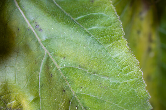 Green veined leaf of a sunflower with some brown spots