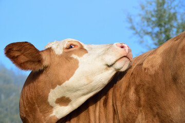 Close up of a white and brown spotted cow turning her head and looking back