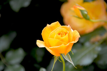 バラ 薔薇 花 黄色