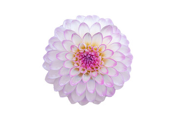 White dahlia blossom with purple center and some dewdrops isolated on white ground.