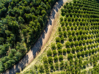 Aerial view of Orange plantation