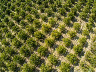 Aerial view of Orange plantation