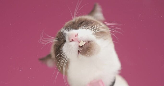 adorable metis cat trying to grab the food from the window