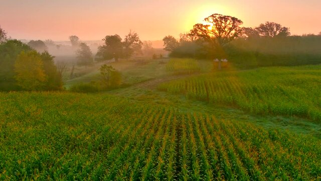 Flying low over misty Autumn cornfield and into foggy meadow at sunrise, ethereal, peaceful and dreamlike.
