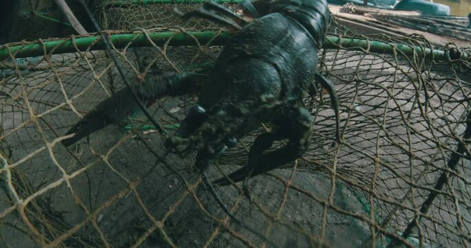 Crayfish get caught in the fishing net.