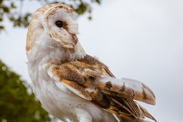 A common barn owl perched with head twisted and looking back