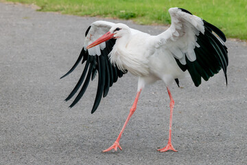 A white stork walking on pavement with wings wide open
