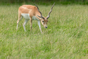 Juvenile tan male blackbuck antelope with ringed horns grazing grass