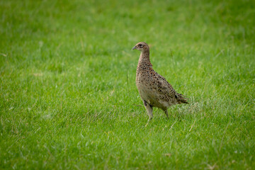 A female common pheasant hen in grass