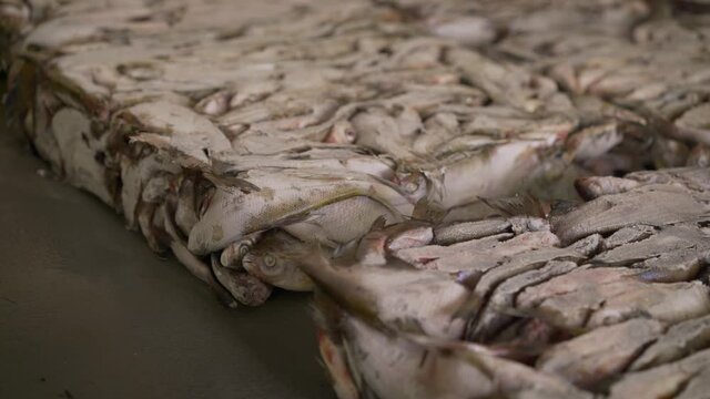 Frozen saba fish on ice in supermarket. Fresh chilled salmon lies on ice. Freshly frozen fish at a fish factory.