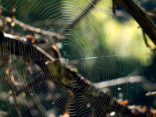 Cobweb on a tree at sunset