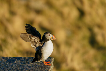 Atlantic Puffin seabird spread her wings at the cliff.