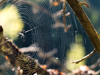 Cobweb on a tree at sunset