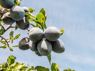 Ripe plums on a branch, harvesting in autumn in an orchard