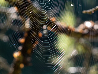 Cobweb on a tree at sunset