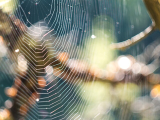 Cobweb on a tree at sunset