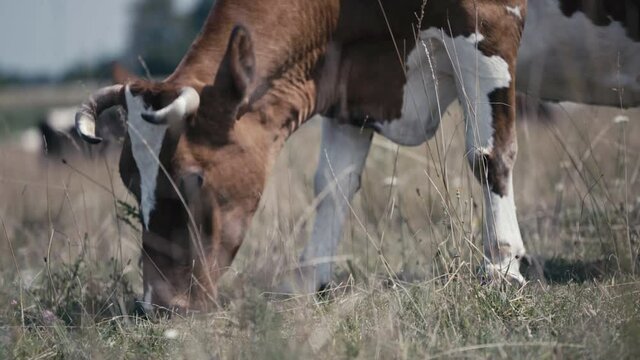 Close-up of domestic cow grazing on pasture, dairy farming, lifestock breeding