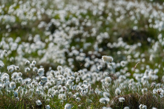 A field of Eriophorum scheuchzeri, also known as Scheuchzer`s cottongrass and white cottongrass.
