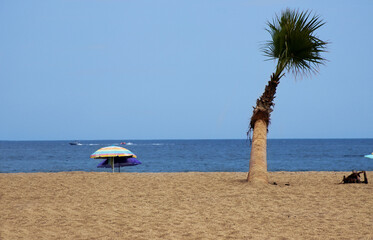 Beach with palm tree and umbrellas