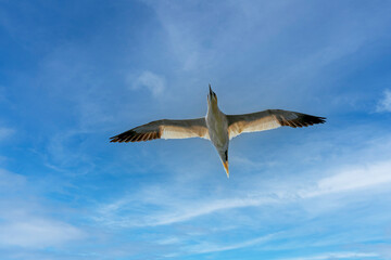 Northern gannet (Morus bassanus) in flight at Runde bird island.