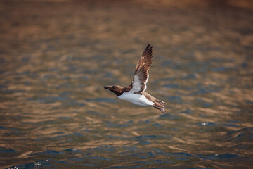 Razorbill (Alca torda) flying close to sea at Runde bird Island.