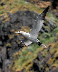 Northern gannet (Morus bassanus) in flight at Runde bird island.