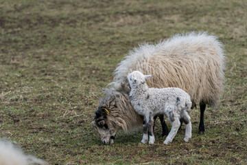 Obraz premium Sheep and lamb standing together.