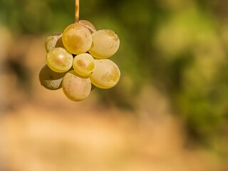 Grappe de raisin, cépage clairette.