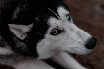 ojos perro siberiano desde arriba