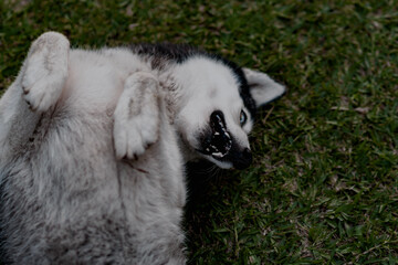 perro siberiano boca arriba, jugando