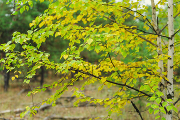 birch leaves on a tree in autumn in the forest